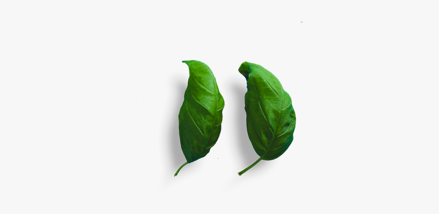 Bud, HD Png Download
