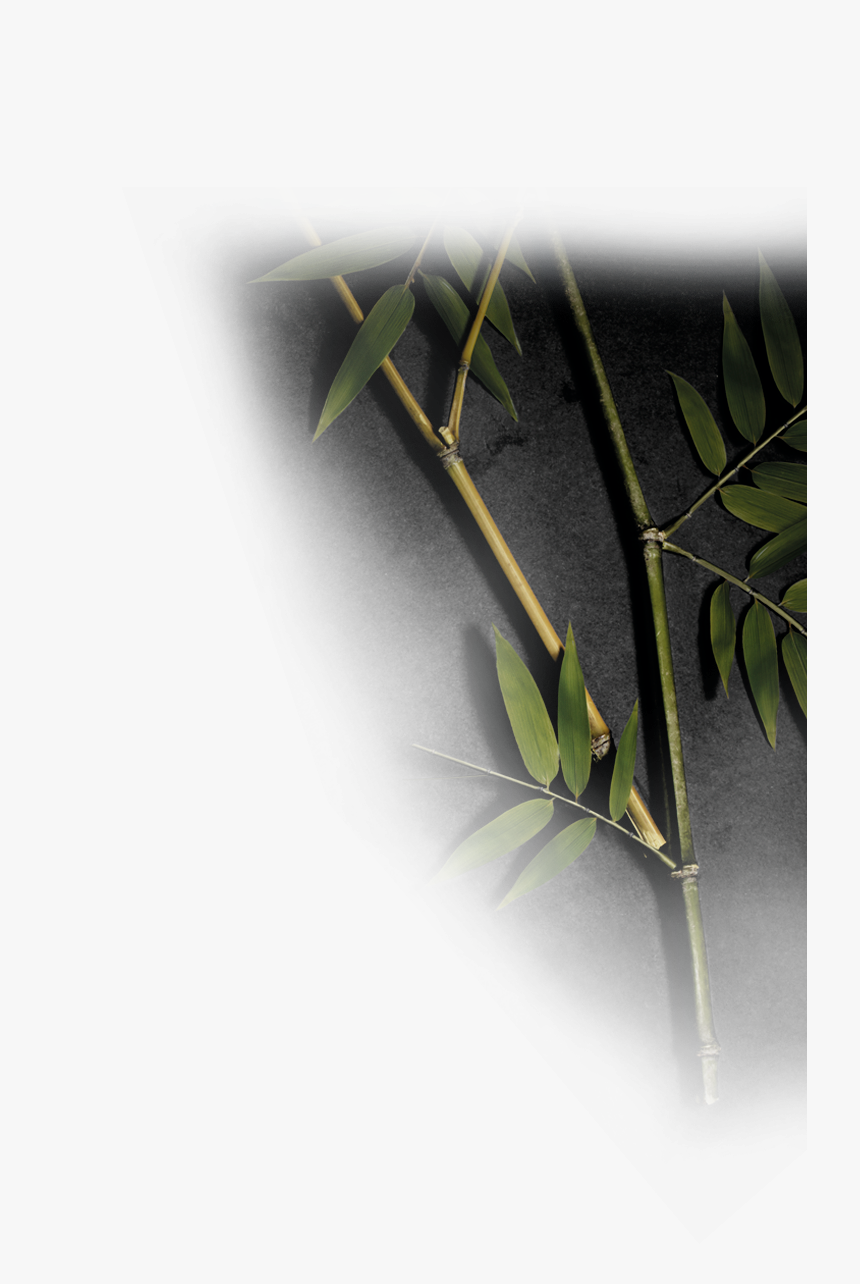 Bay Laurel, HD Png Download
