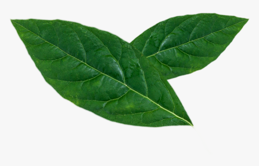 Maple Leaf, HD Png Download