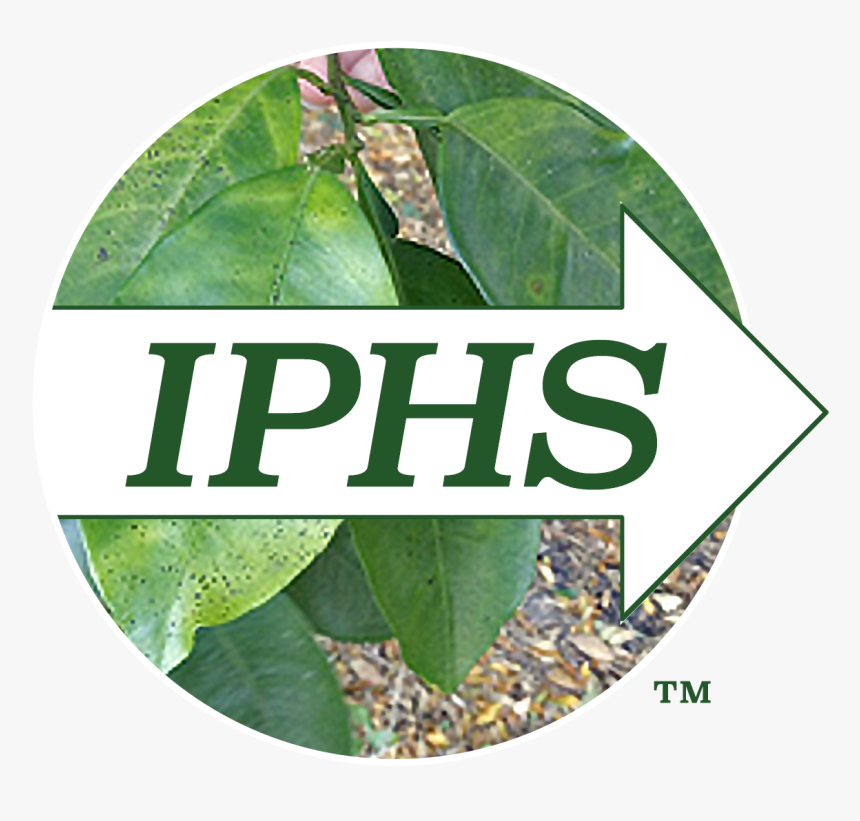 Insect, HD Png Download