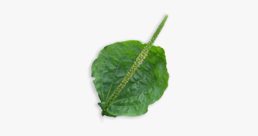 Houseplant, HD Png Download