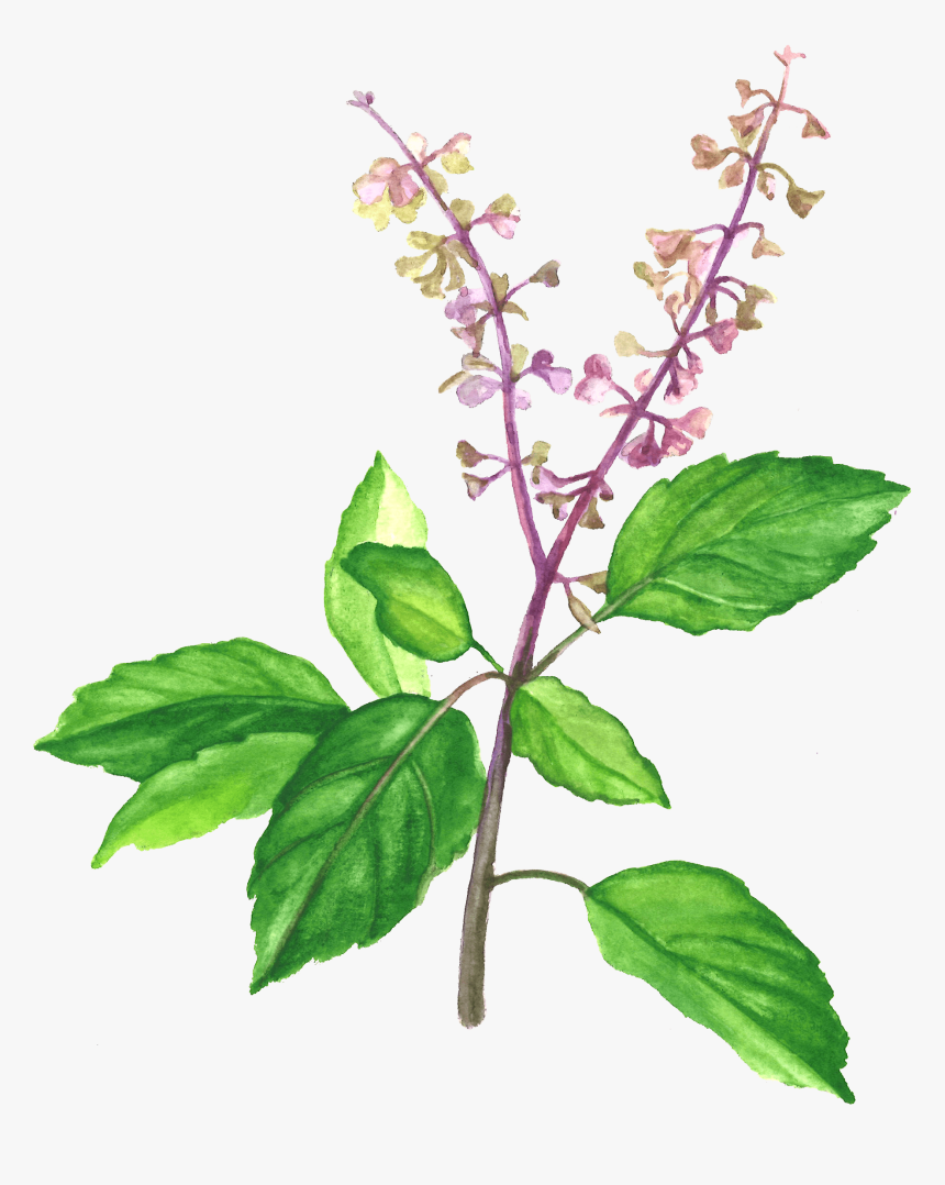Holy Basil - Holy Basil In Drawing, HD Png Download