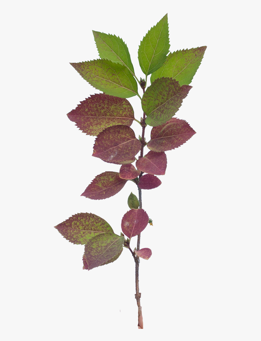 Vegetation Tree Branch 14 - Slippery Elm, HD Png Download