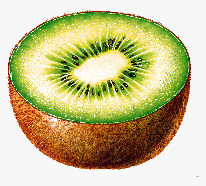Kiwi Fruit Background Pictures Transparent - Kiwi Cut In Half, HD Png Download