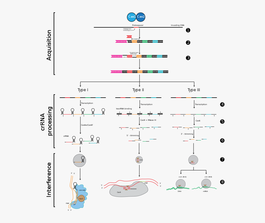 The Stages Of Crispr Immunity - Similarities Between Rnai And Crispr, HD Png Download