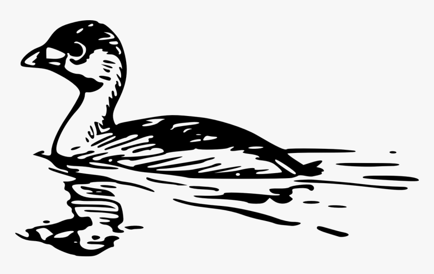 Pied Billed Grebe Drawing, HD Png Download