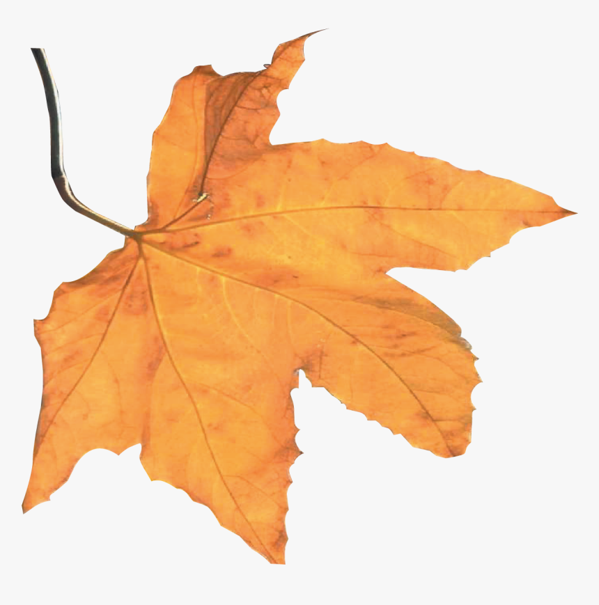 Best Autumn Harvest Leaf - Portable Network Graphics, HD Png Download