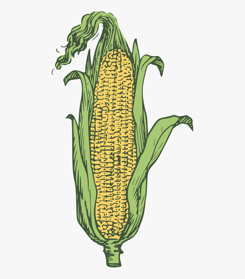 Ear Of Corn - Grain As Big As A Hen's Egg, HD Png Download