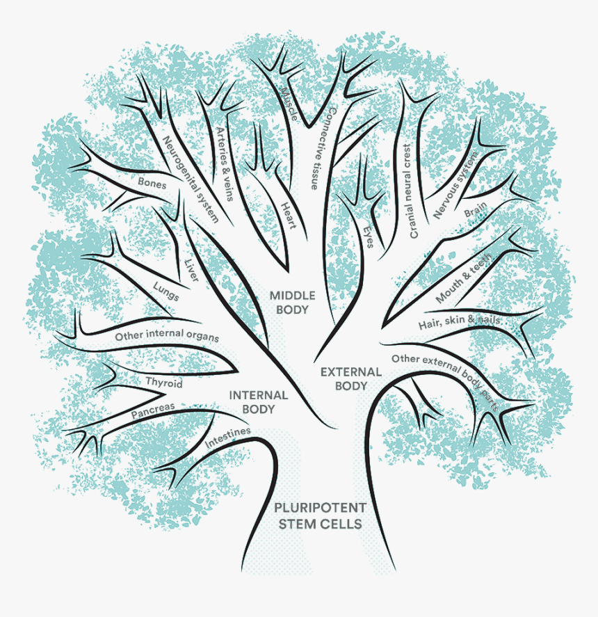 Tree Stem Cell, HD Png Download