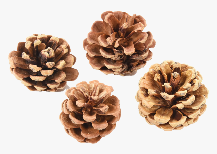 Pinecone Transparent Background - Mexican Pinyon, HD Png Download