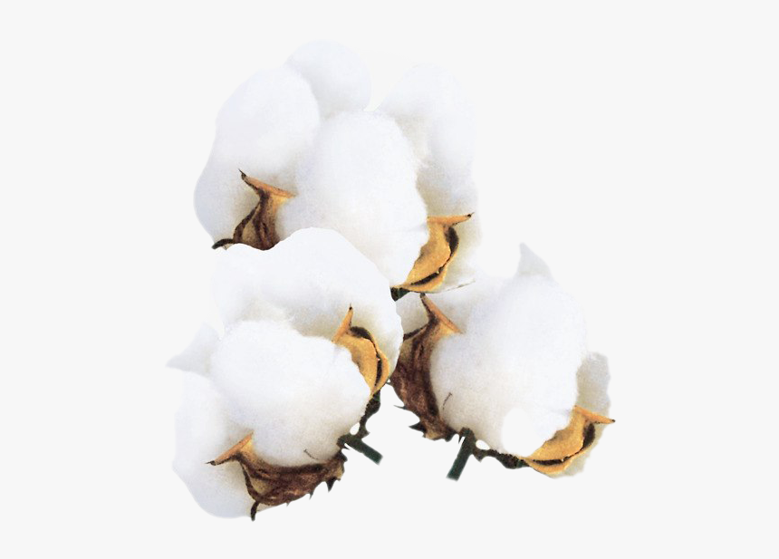 Cotton Flower Png, Transparent Png , Transparent Png Image - PNGitem