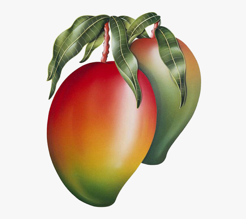 Mango Png Image & Mango Clipart - Mango Painting, Transparent Png