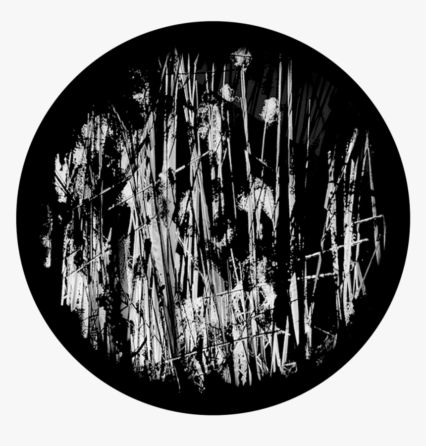 Apollo Design Sr-6209 Swamp Reeds B&w Superresolution - Chandelier, HD Png Download