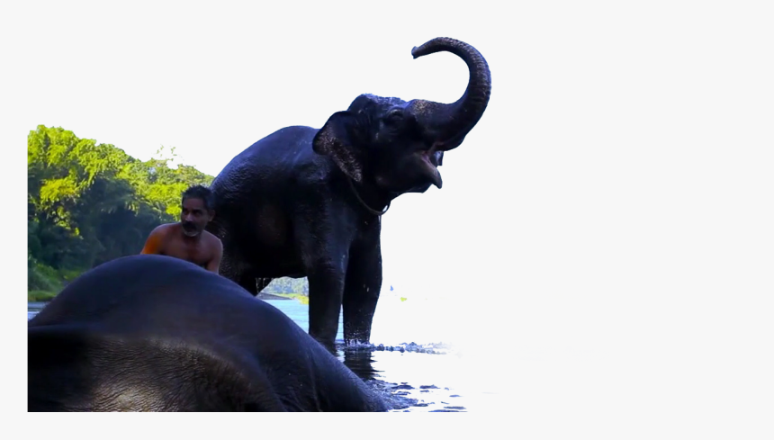 Indian Elephant, HD Png Download