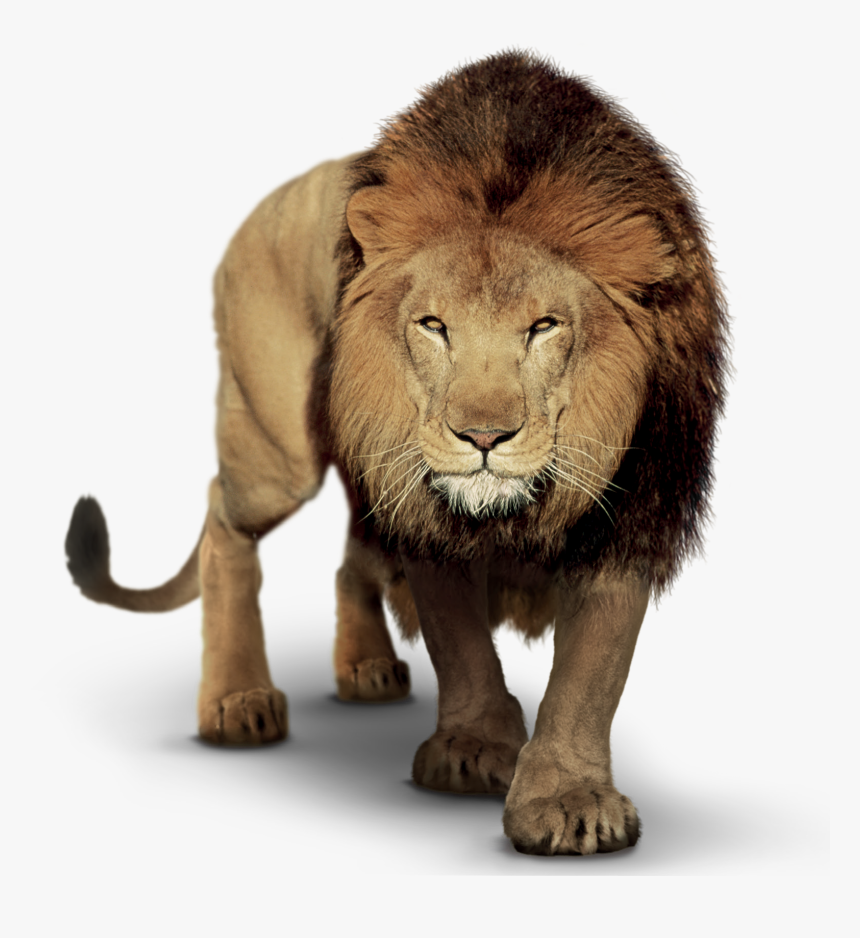 Lion Clip Art Image Picsart Photo Studio Portable Network - Picsart Lion Png Hd, Transparent Png