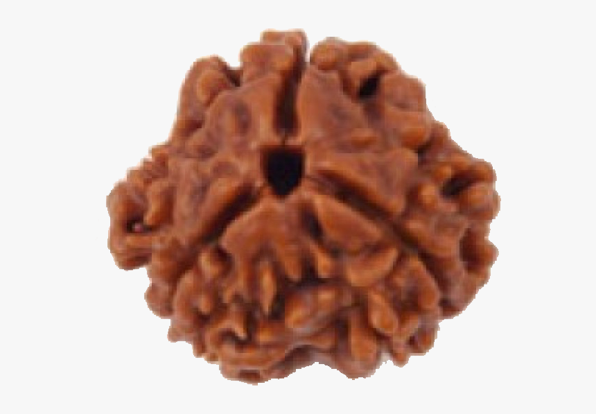 3 Mukhi Rudraksha, HD Png Download