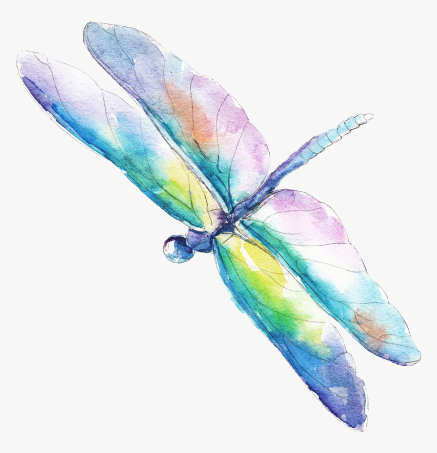 Dragonfly2 - Dragonfly Watercolor Vector Free Download, HD Png Download