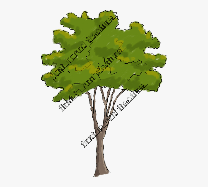 Sketchy Trees Png Clip Art Free Download - Mossy Cup Oak, Transparent Png