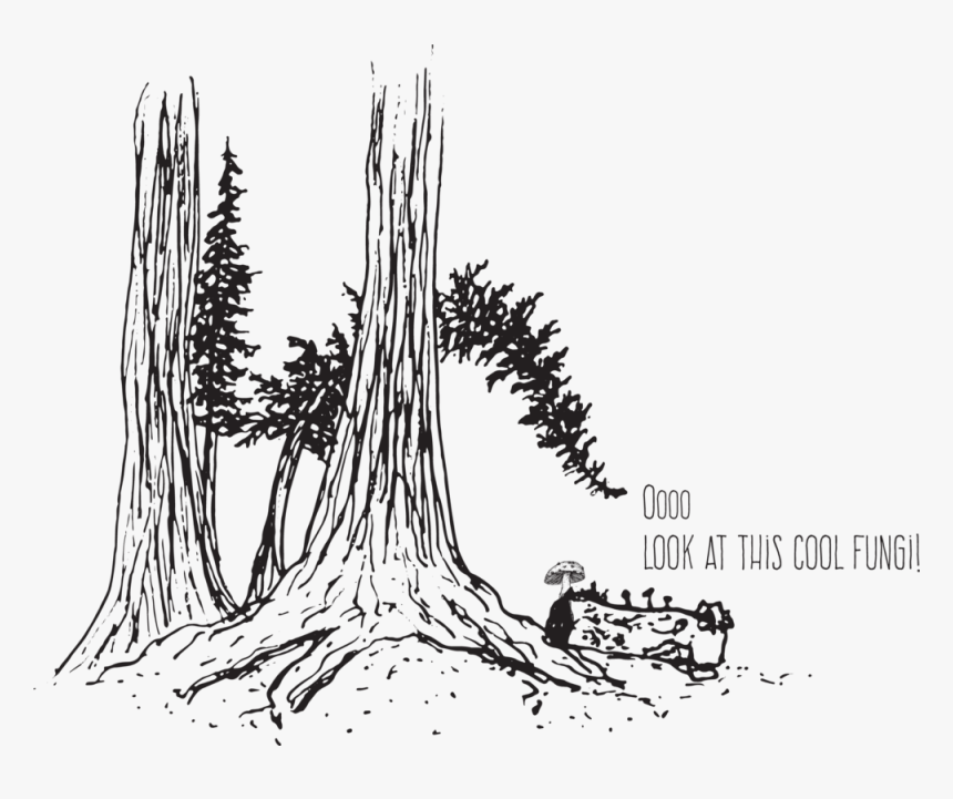 Tree Looking At Fungi - Drawn Tree Root, HD Png Download