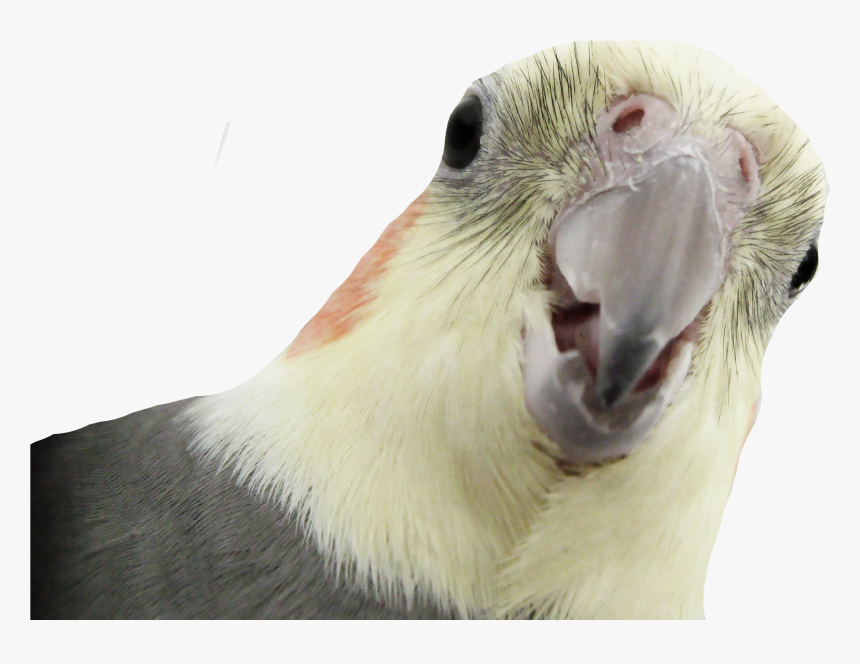 Download Parrot Png Transparent Images Transparent - Nimfa Png, Png Download