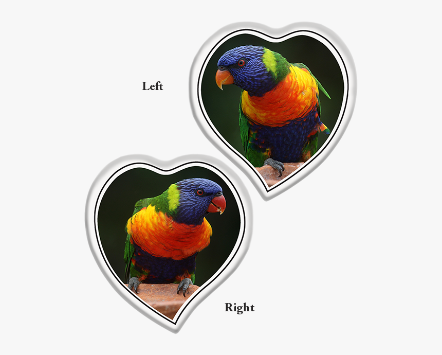 Tear Shaped Heart Left Or Right - World Parrot Day, HD Png Download