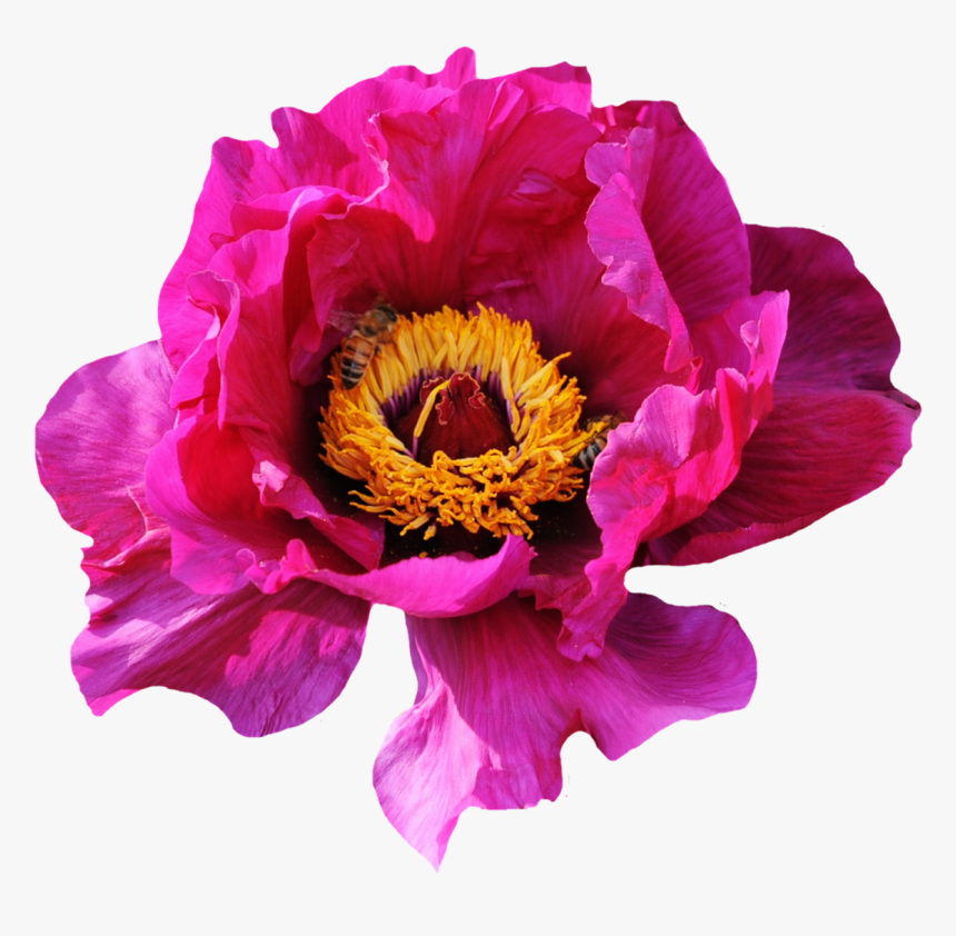 Pink Rose Flower Png Image - Wild Roses Png, Transparent Png