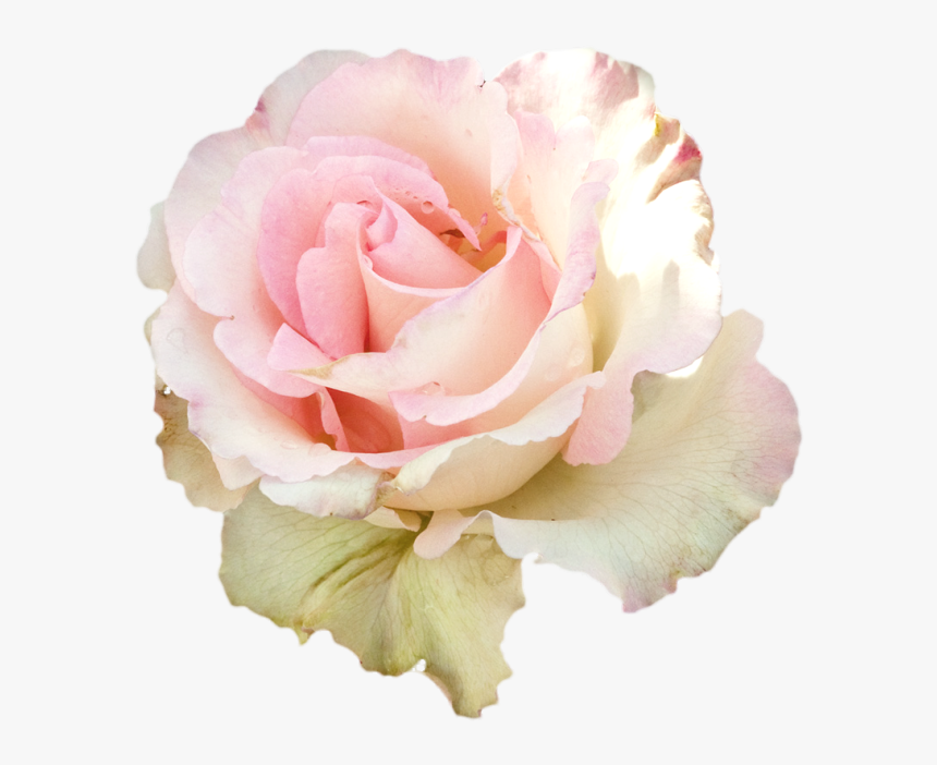 #roses #soft #pastel #rose #flowers #png #pink #ddlg - Portable Network Graphics, Transparent Png
