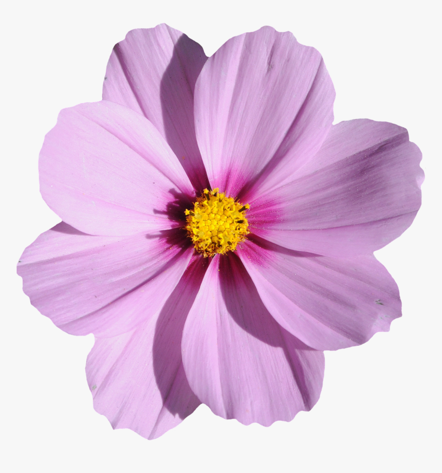 Flower Image File Formats - Purple Cosmos Flower Png, Transparent Png
