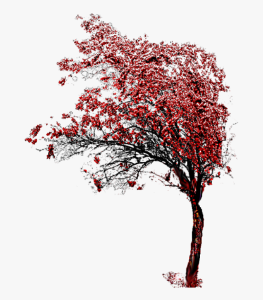 Beautiful Tree Png Icon And Background Transparent - Photography, Png Download