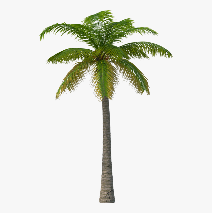Palm Tree Png Image - Martin Garrix Summer Days Haywyre Remix, Transparent Png