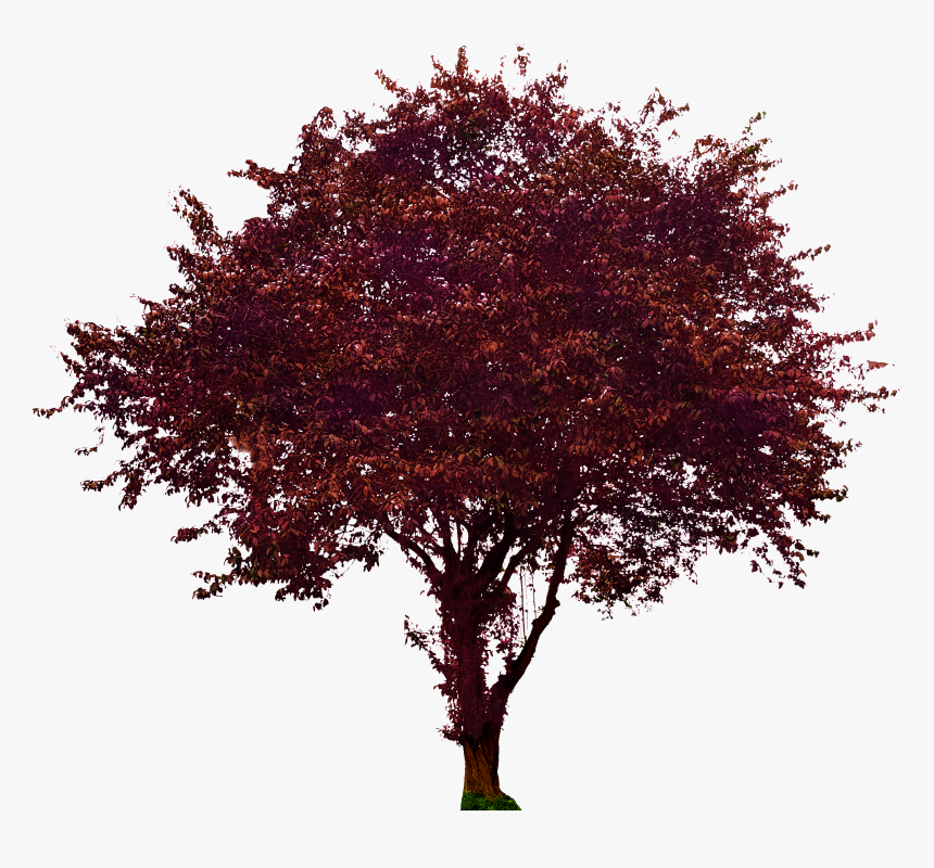 Purple Leaf Plum - Maroon Maple Png, Transparent Png
