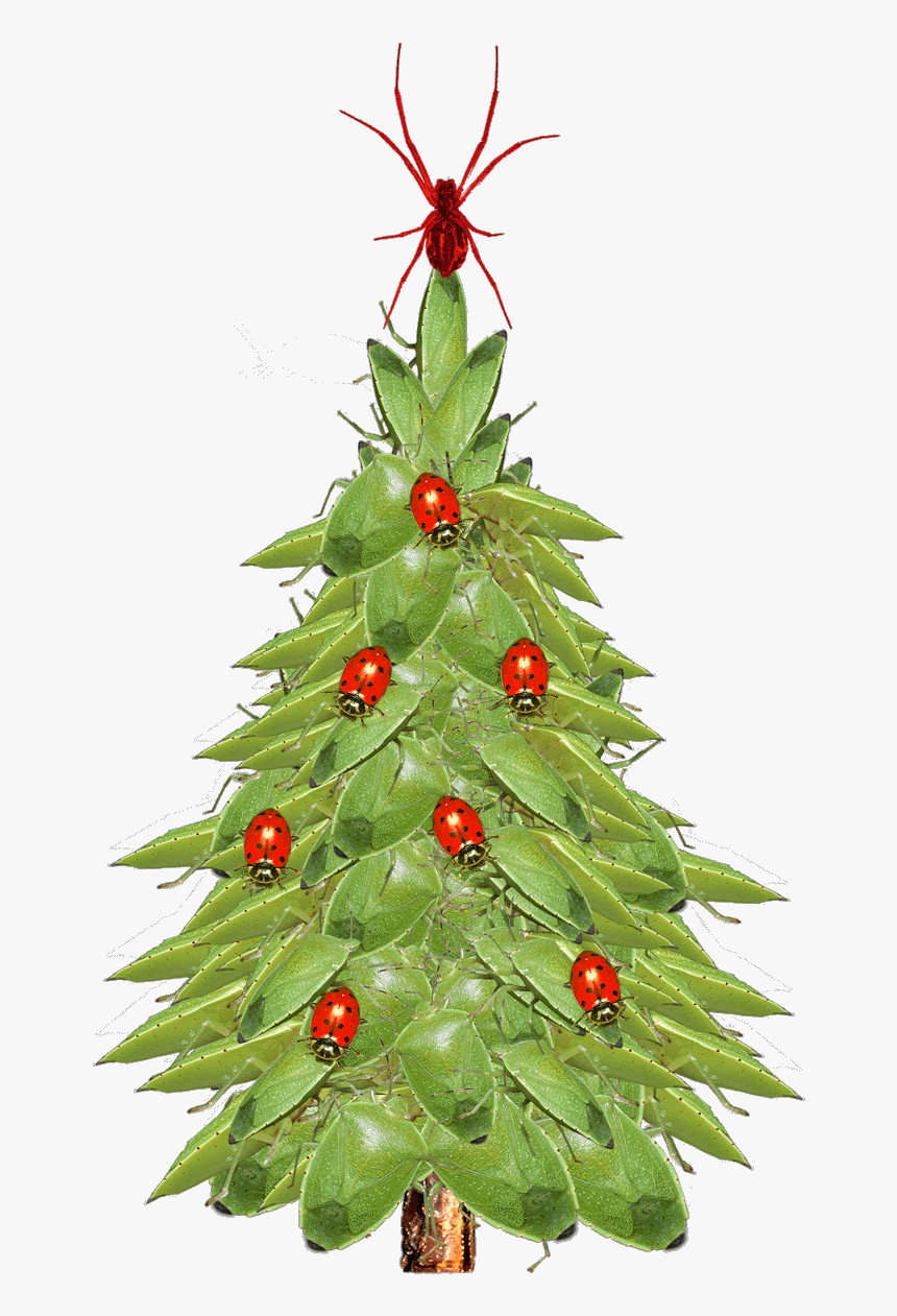 Christmas Tree Closeup - Xmas Tree, HD Png Download