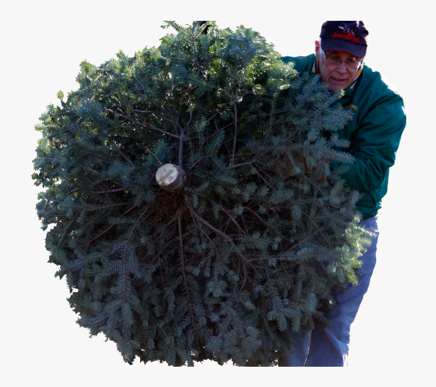 X Mas Tree Png, Transparent Png