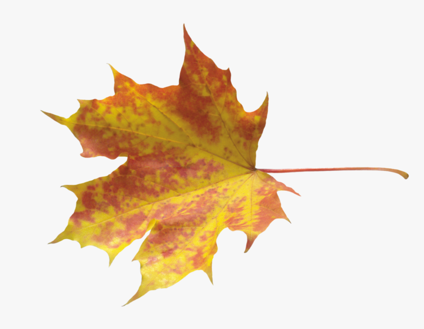 Yellow Leaves Png Image - Falling Leaves Psd Free, Transparent Png