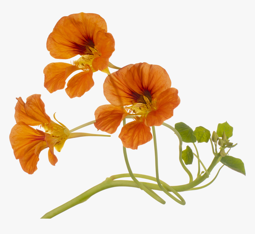 Nasturtium, HD Png Download