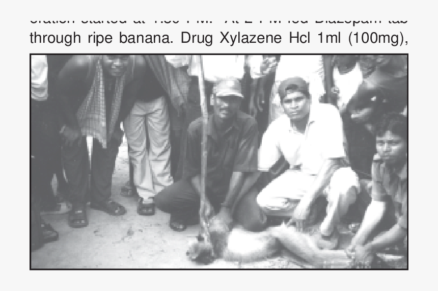 Male Hanuman Langur Of Khairput, Baranga - Monochrome, HD Png Download