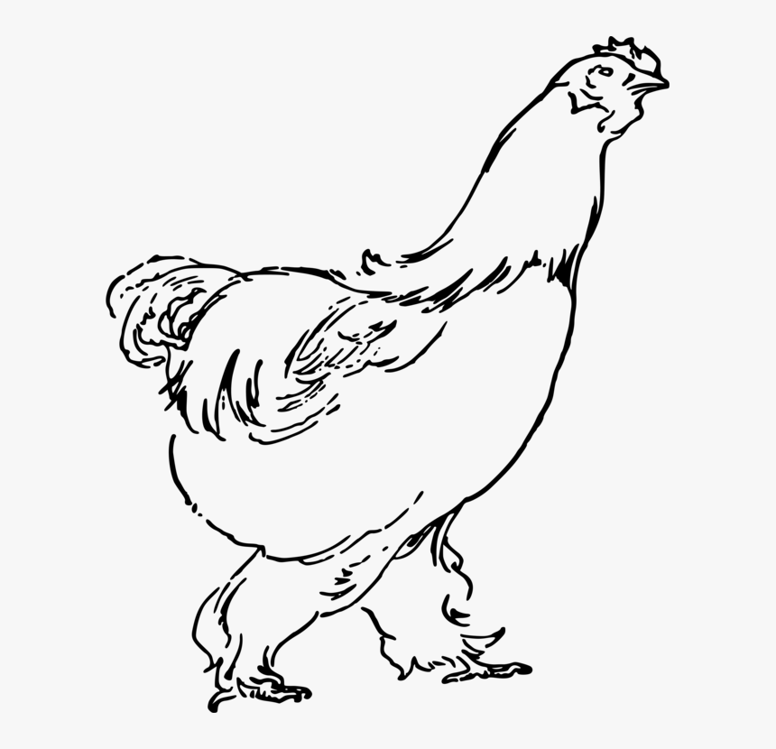 Art,livestock,fowl - Chicken Drawing Png, Transparent Png