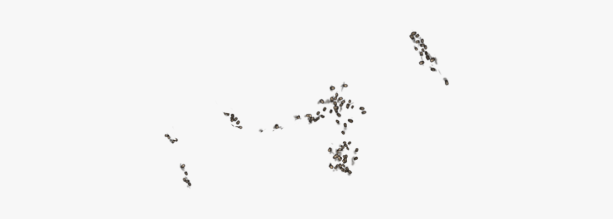 Flock, HD Png Download