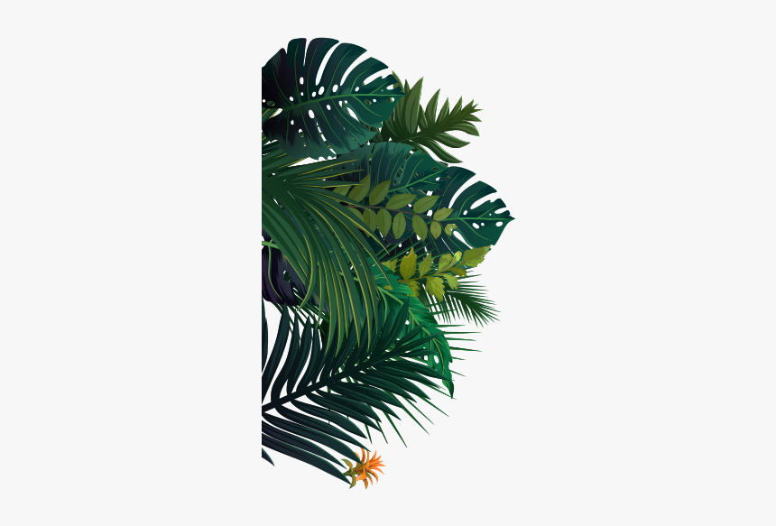 Attalea Speciosa, HD Png Download