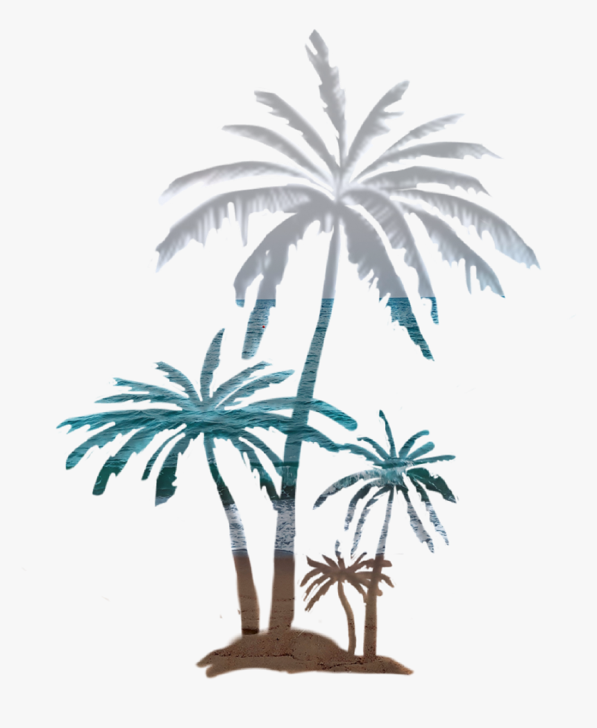#palmtree #beach #beautiful #panorama #coconut #palm - Attalea Speciosa, HD Png Download