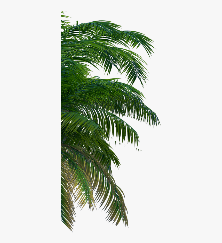 Park Image - Attalea Speciosa, HD Png Download