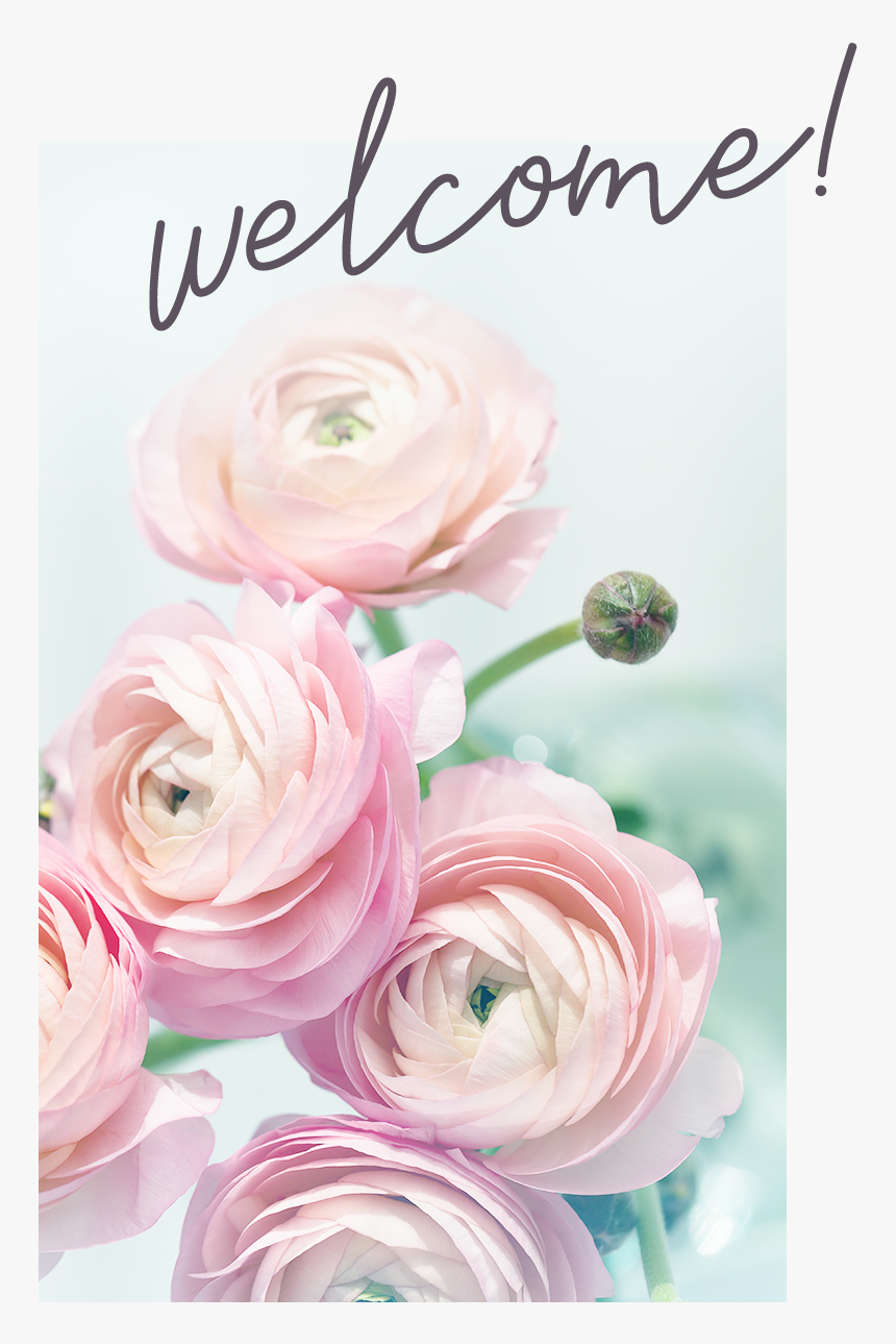 About Holistica Welcome - Garden Roses, HD Png Download