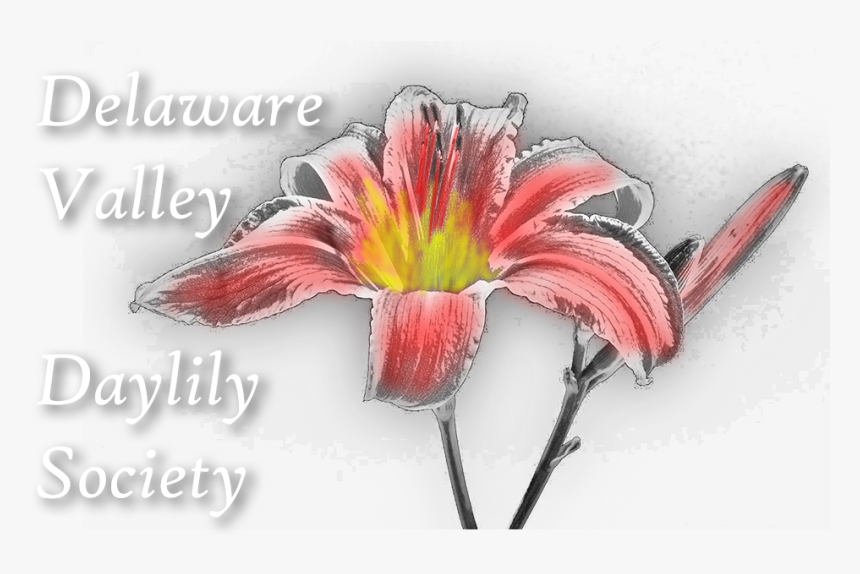 Lily, HD Png Download