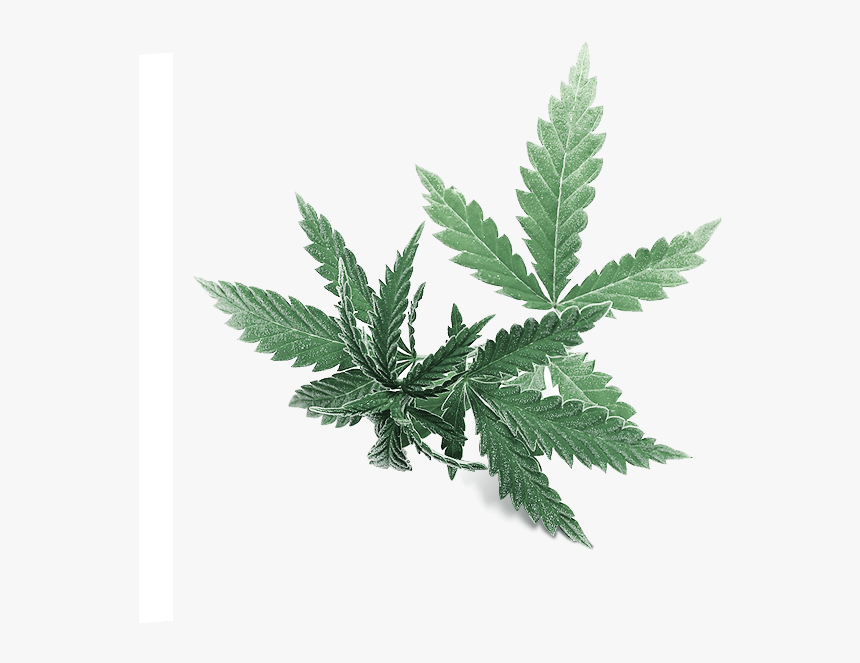Leaf, HD Png Download
