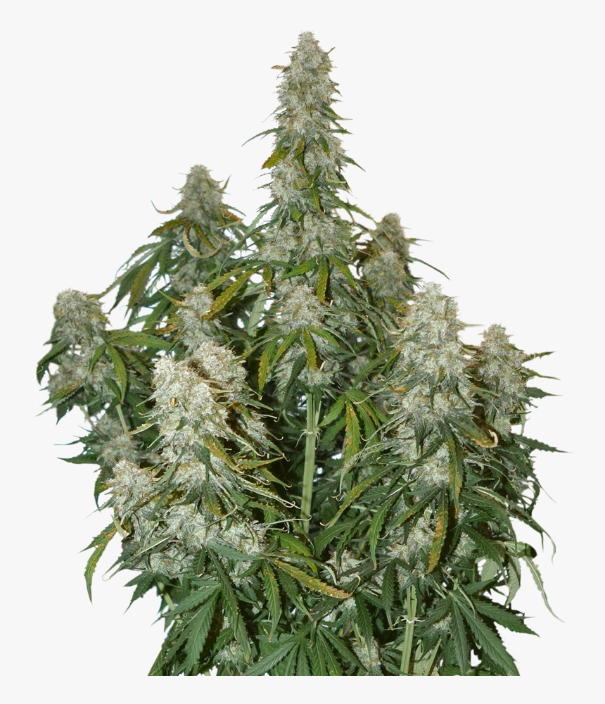 Big Bud Autoflower 
title Big Bud Autoflower - Big Bud Xxl Auto, HD Png Download