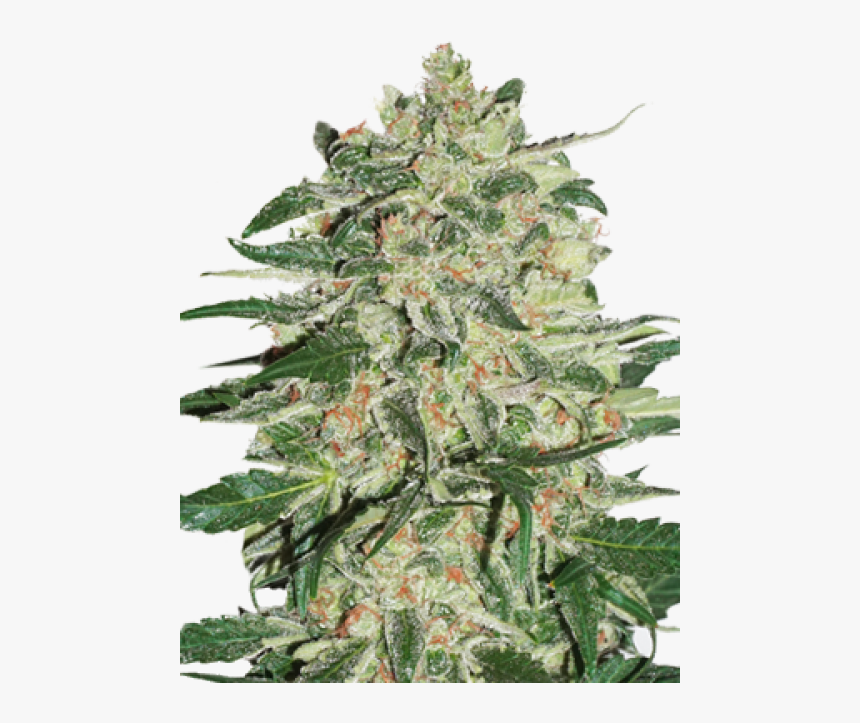 Big Bud Feminized Png, Transparent Png