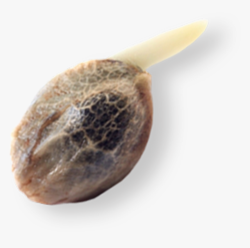 Olive, HD Png Download