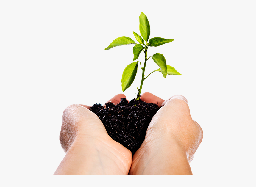 Image Of Hands Holding A Seedling - Manos Con Tierra Png, Transparent Png