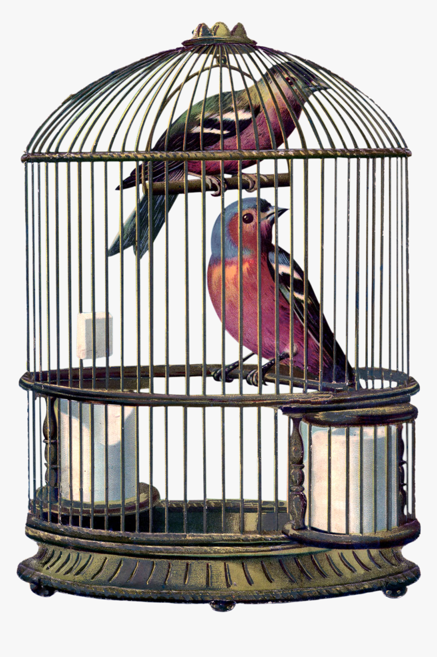 Encantarte Imagens Vintage - Bird In A Cage Png, Transparent Png