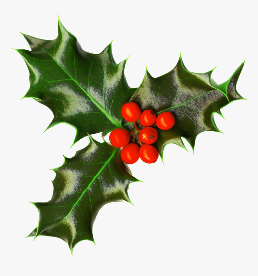Thumb Image - Transparent Holly Png, Png Download